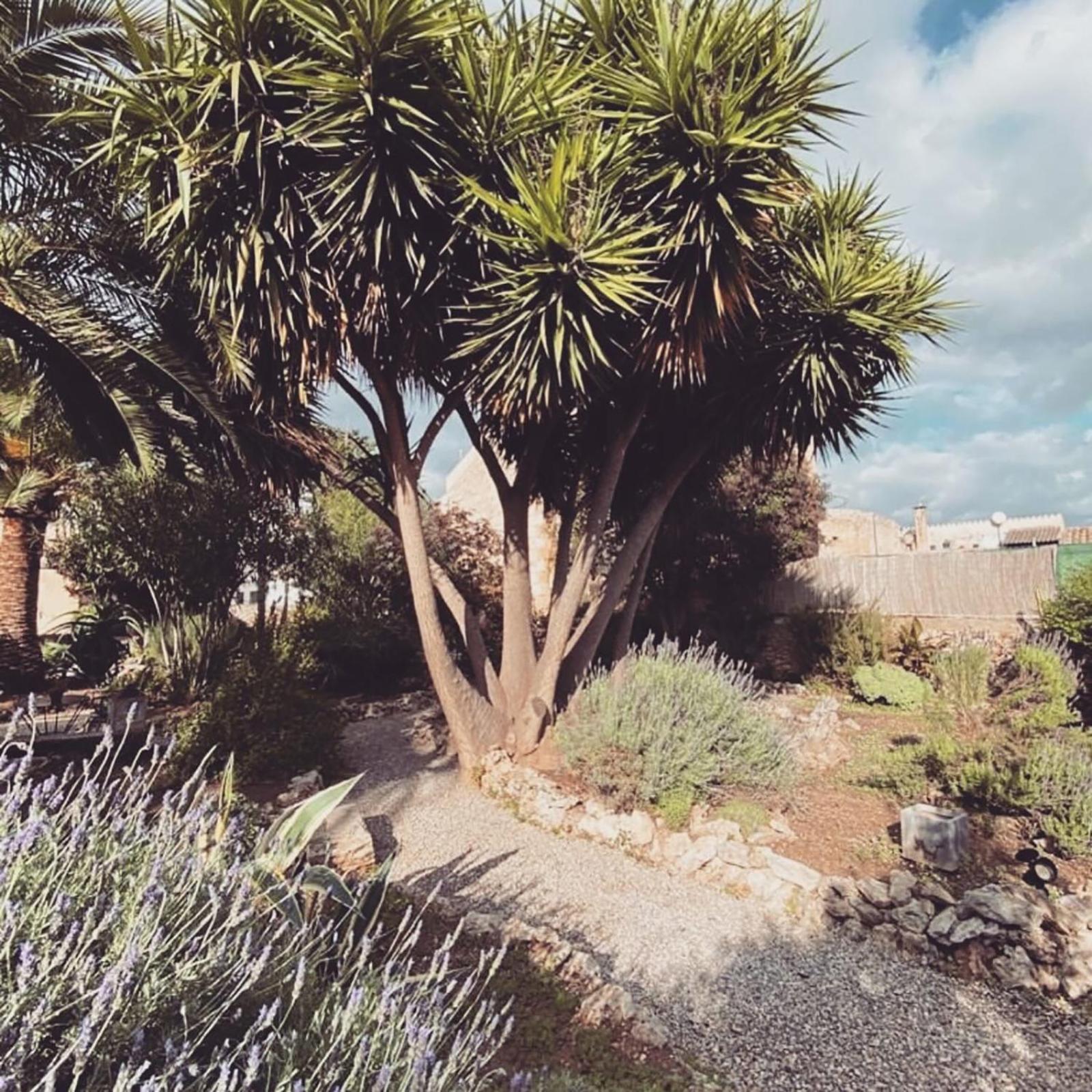 Casa Mona Turismo De Interior Konuk evi Llubí Dış mekan fotoğraf